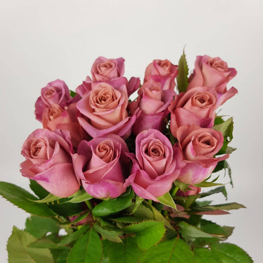 Rose (India) 50cm Barista - Brown Purple [20 Stems]