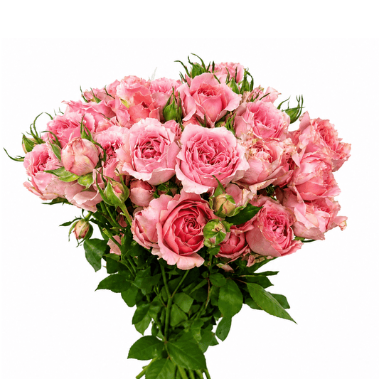 Spray Rose - Vintage Pink