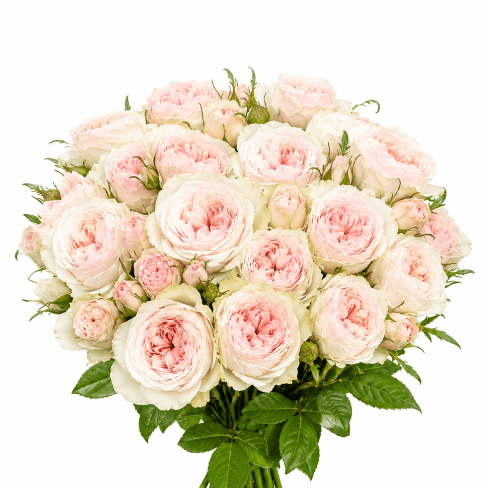 Spray Rose - Cream Pink