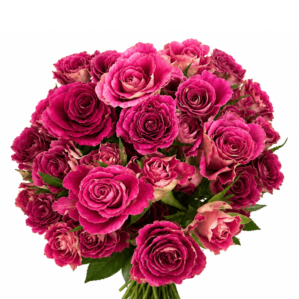 Spray Rose - Magenta Pink