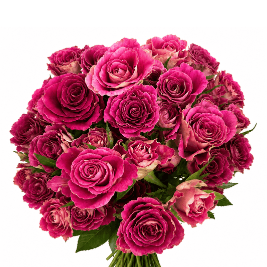 Spray Rose - Magenta Pink