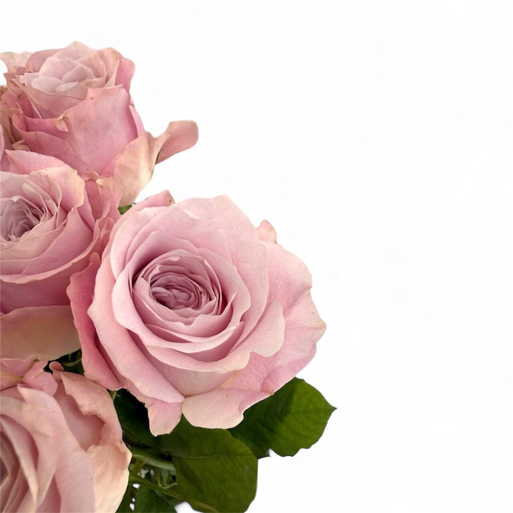 Rose - All for Love (Light Pink) [10 Stems]