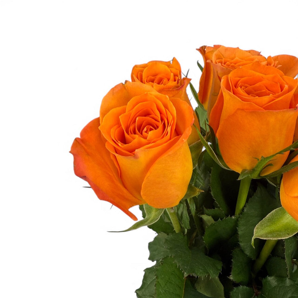 Rose Cancer - Orange [10 Stems]