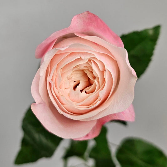 Fresh Cut Flowers at Floristika