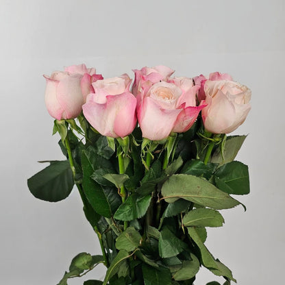 Fresh Cut Flowers at Floristika