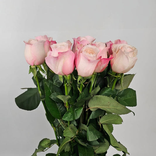 Fresh Cut Flowers at Floristika