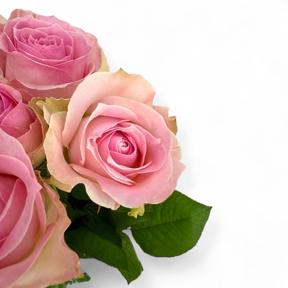 Rose Cherry Pink Avalanche