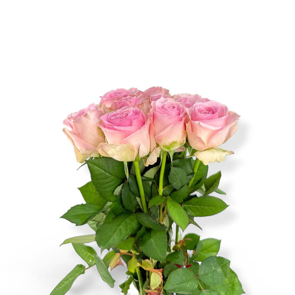 Rose Cherry Pink Avalanche