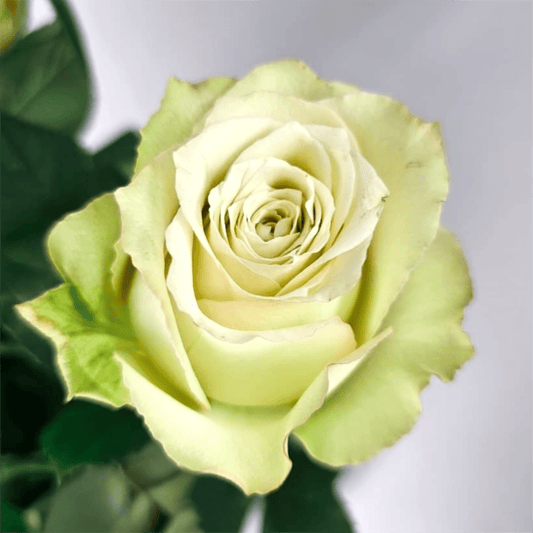 Fresh Cut Flowers at Floristika