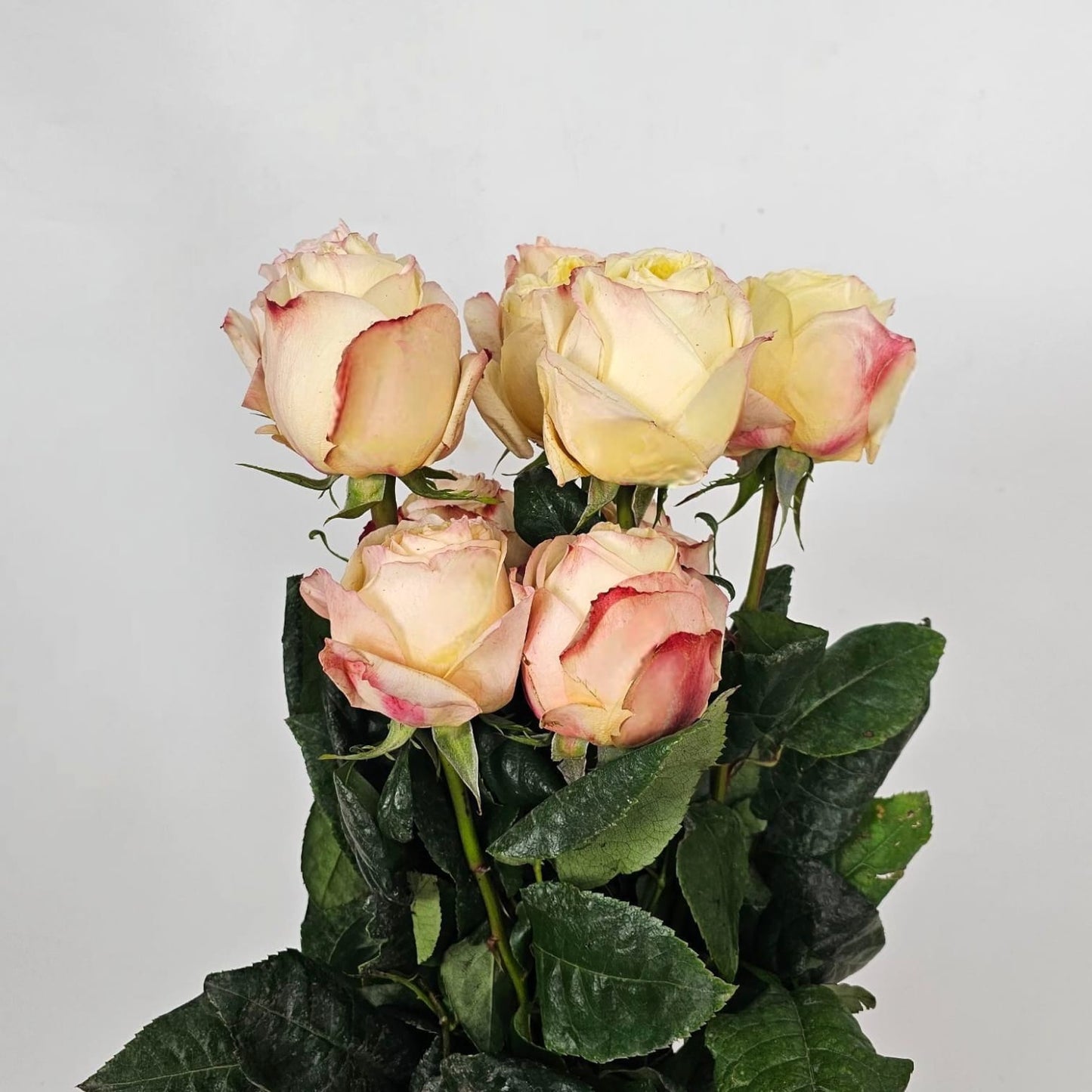 Fresh Cut Flowers at Floristika