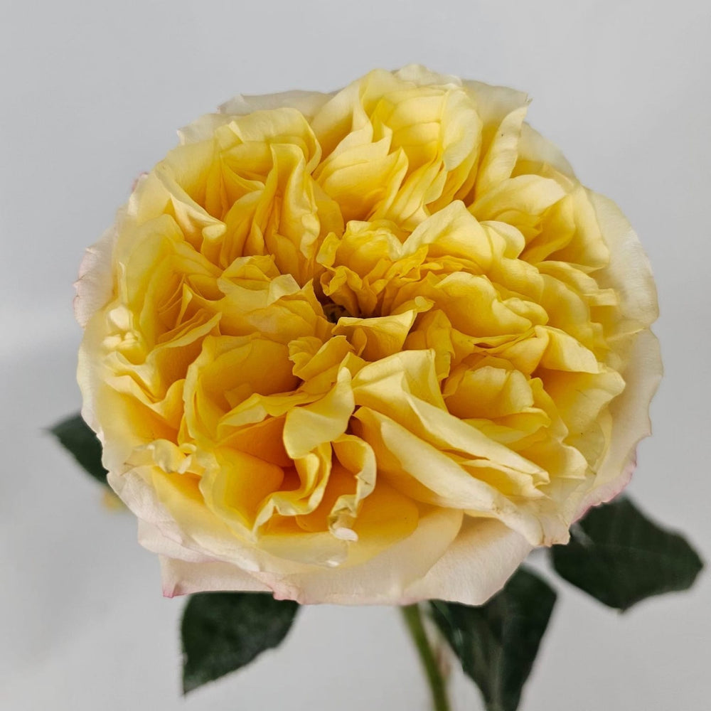 Rose Cream Expression 50cm - Champagne Pink (10 Stems)