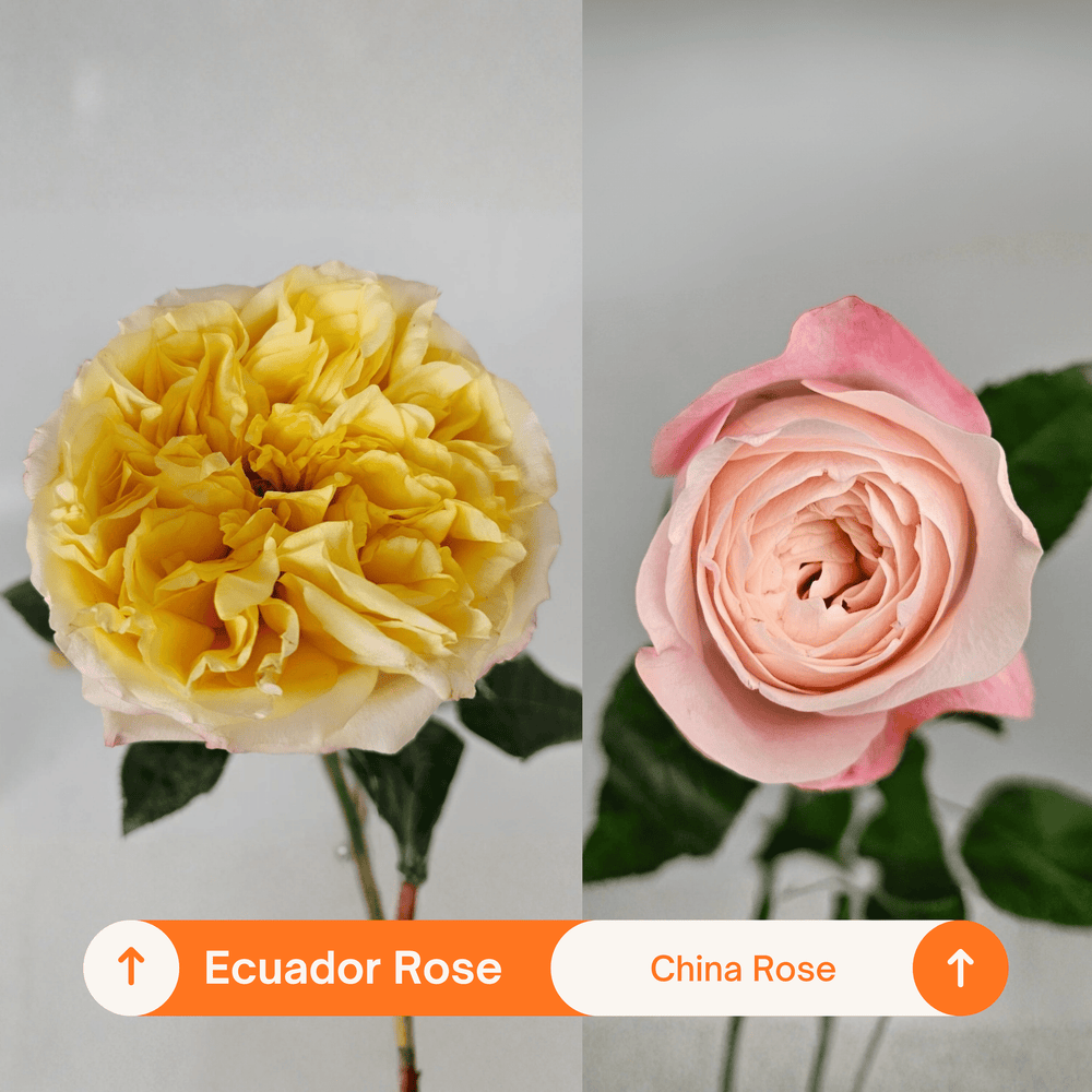 Rose Cream Expression 50cm - Champagne Pink (10 Stems)