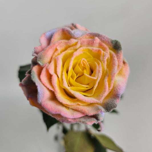 Fresh Cut Flowers at Floristika