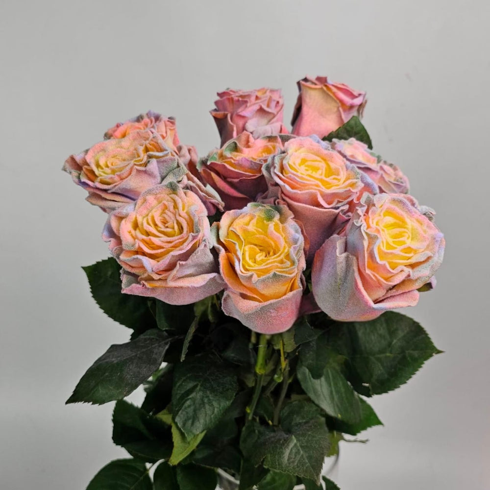 Rose Dyed Rainbow Velvet (10 Stems)