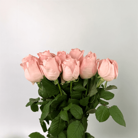 Fresh Cut Flowers at Floristika