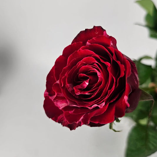 Fresh Cut Flowers at Floristika