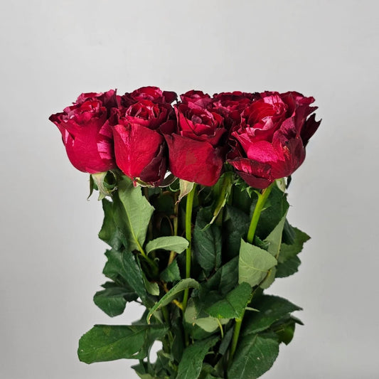 Fresh Cut Flowers at Floristika