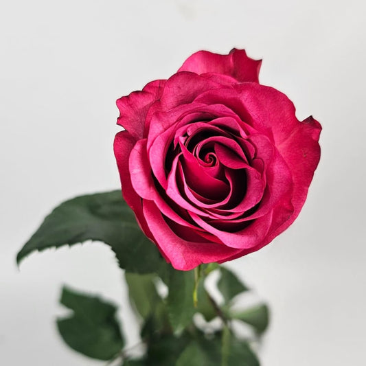 Fresh Cut Flowers at Floristika