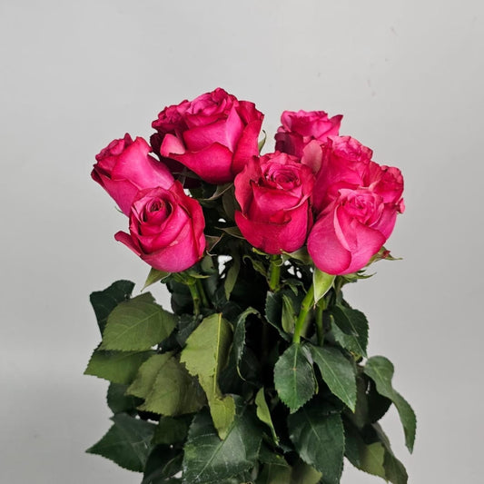 Fresh Cut Flowers at Floristika