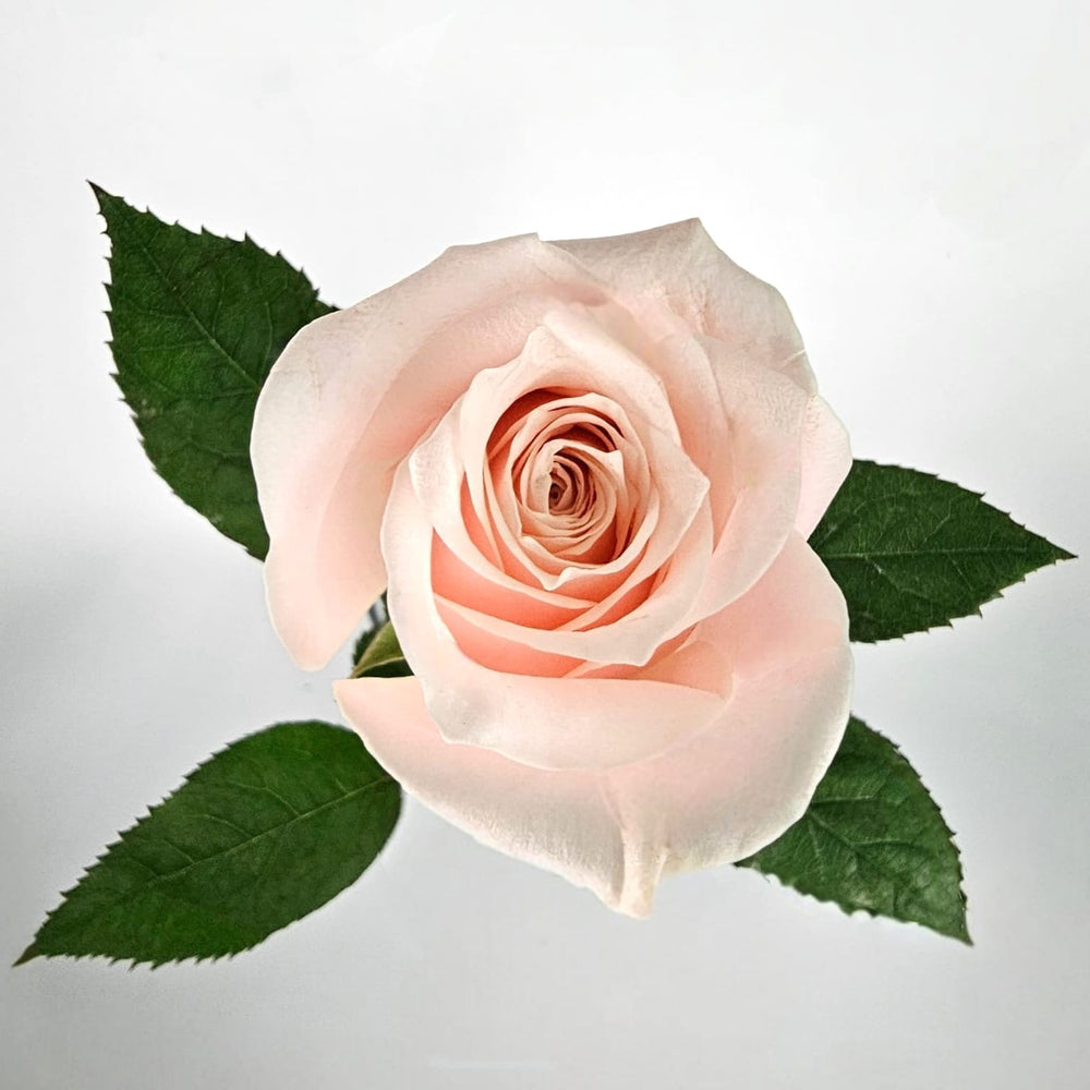 Marzipan Rosa Rose Marzipan Pink – Floristika.com.my