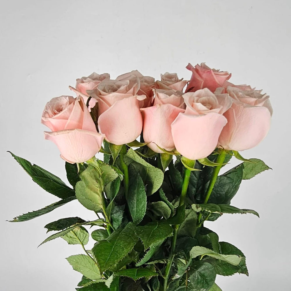 Marzipan Rosa Rose Marzipan Pink – Floristika.com.my