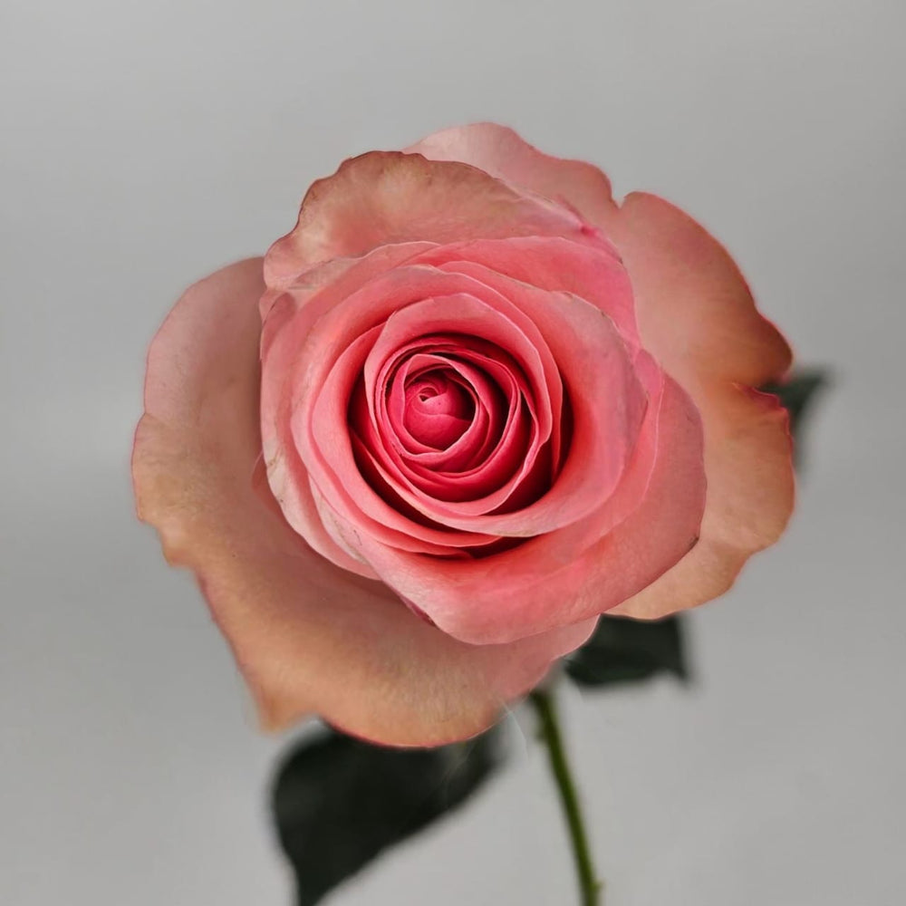 Rose Novia 60cm - Light Pink (10 Stems)