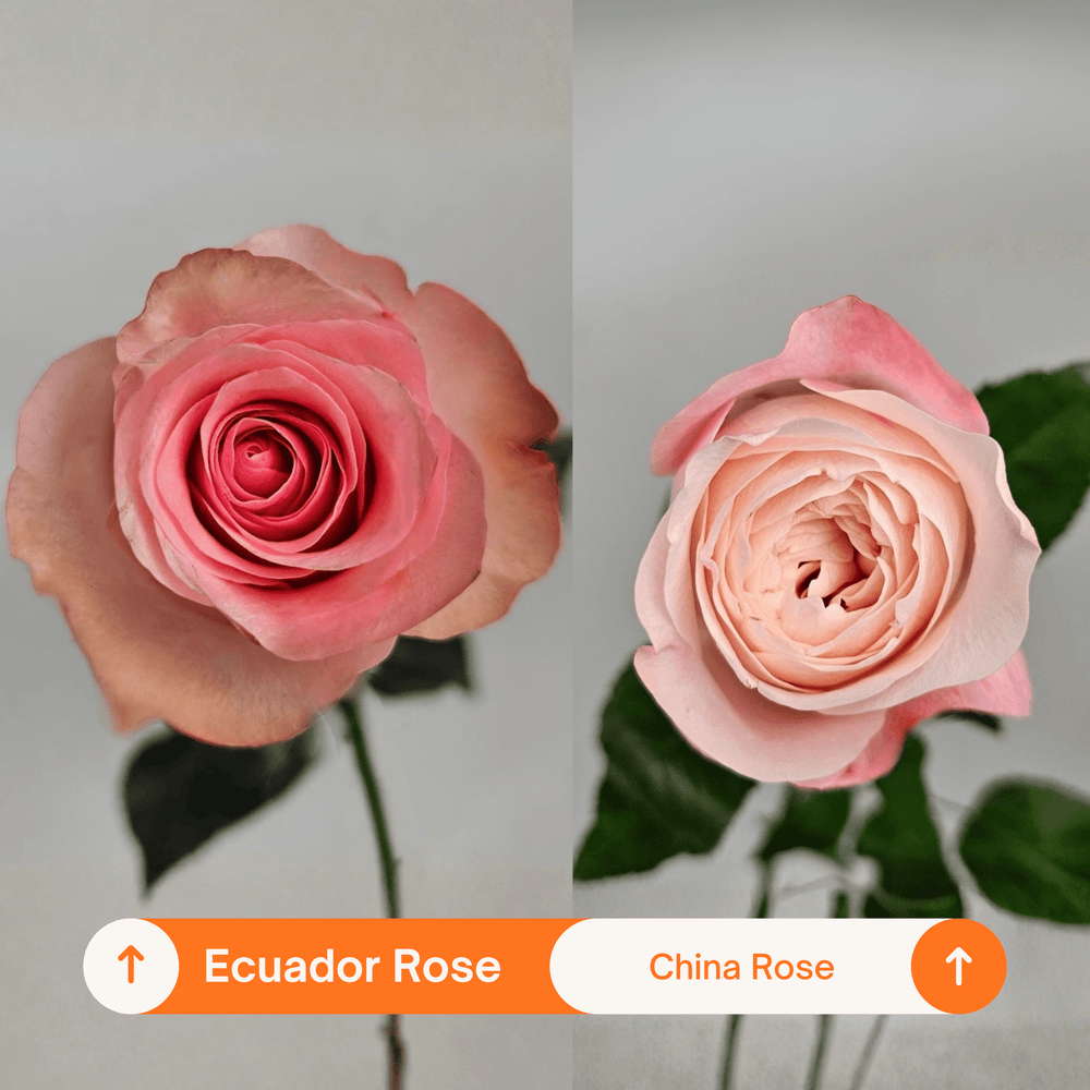 Rose Novia 60cm - Light Pink (10 Stems)