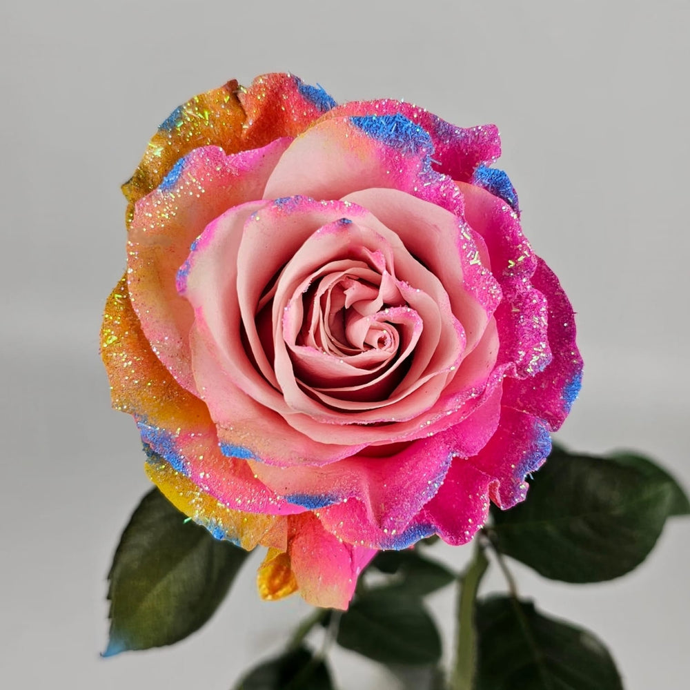 Candy Dipped Roses Rose Painted Frosting Candy 50cm – Unique Painted Roses | Floristika