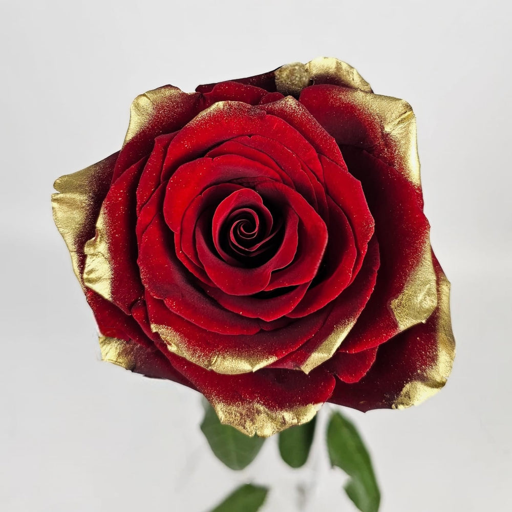 Rose Painted 50cm - Golden Red