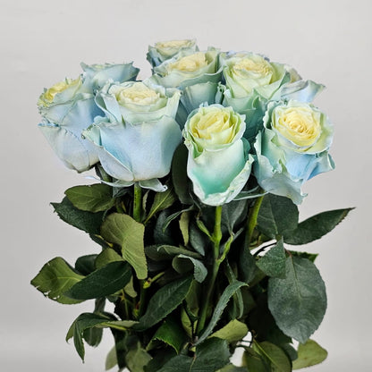 Fresh Cut Flowers at Floristika