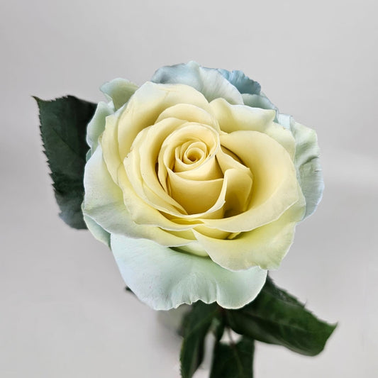 Fresh Cut Flowers at Floristika