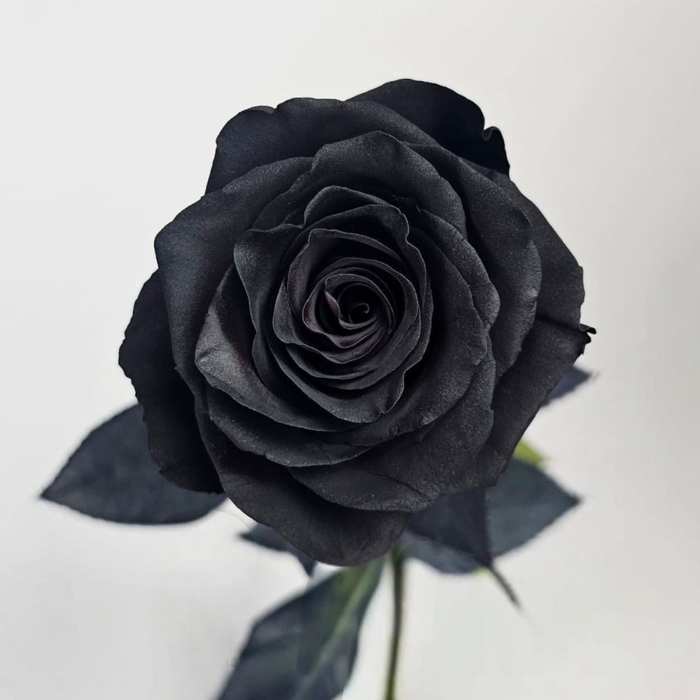 Rose Painted 50cm - Black (10 Stems)