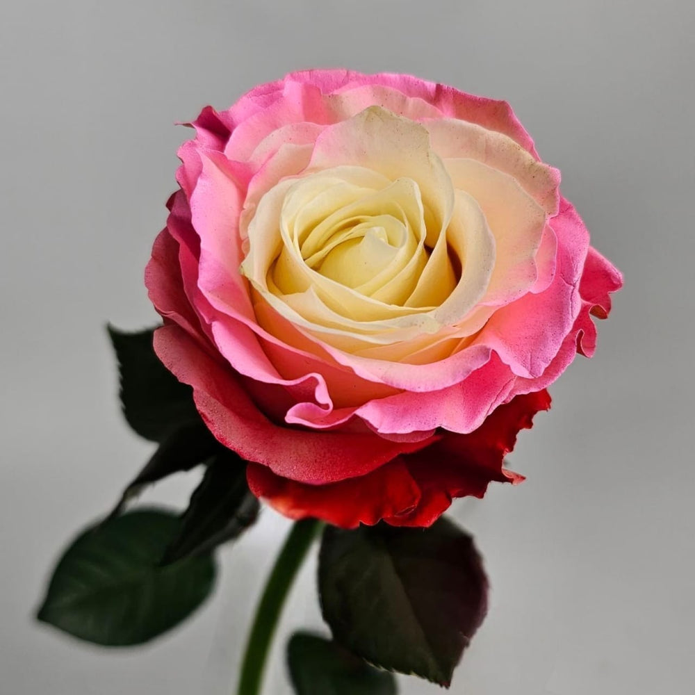 Rose Painted 50cm - Circus Pink Red (10 Stems)