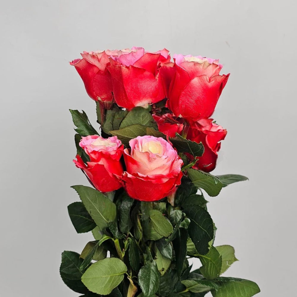Rose Painted 50cm - Circus Pink Red (10 Stems)
