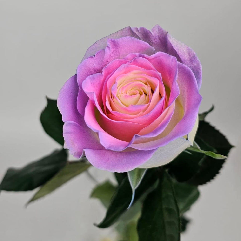 Rose Painted 60cm - Cotton Candy (10 Stems)