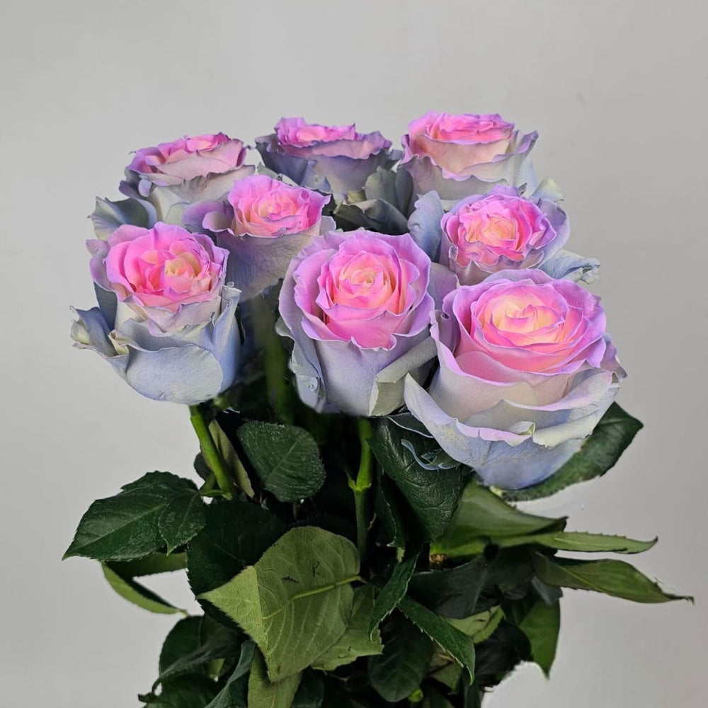 Rose Painted 60cm - Cotton Candy (10 Stems)