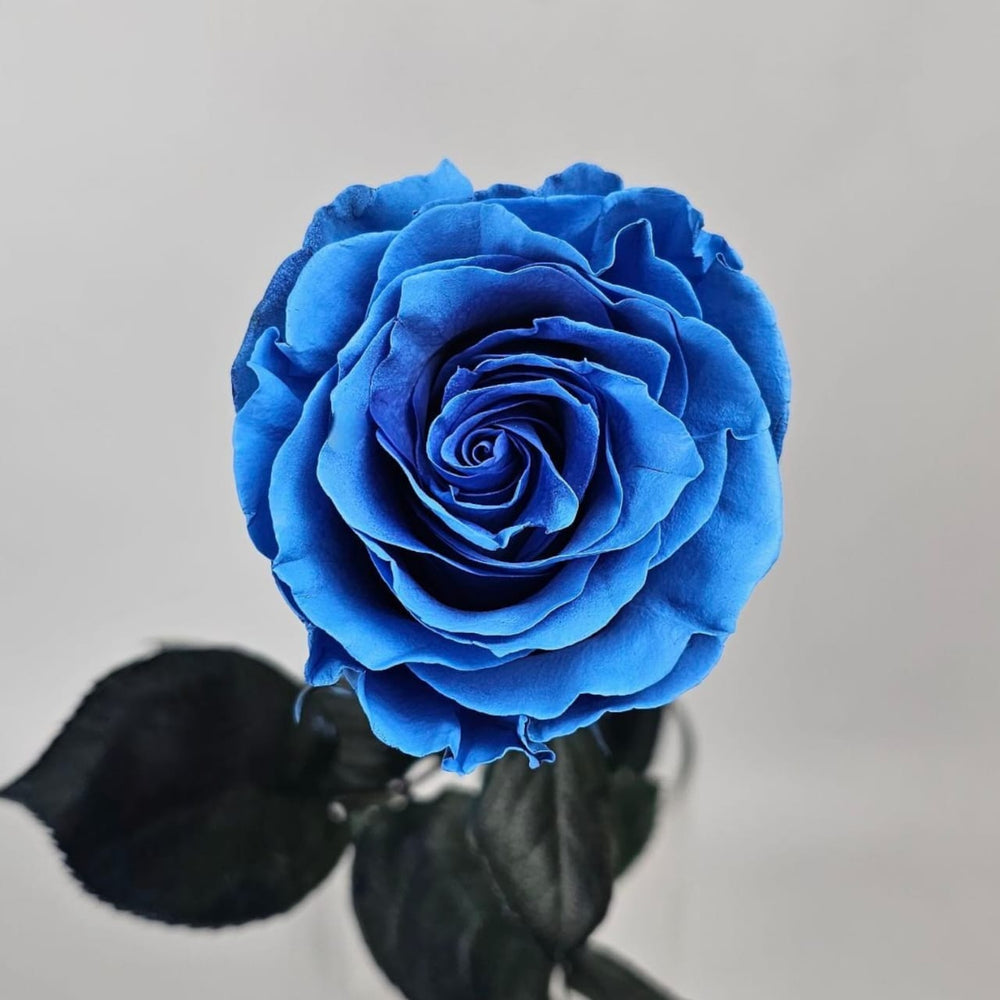 Rose Painted 50cm - Light Blue (10 Stems)