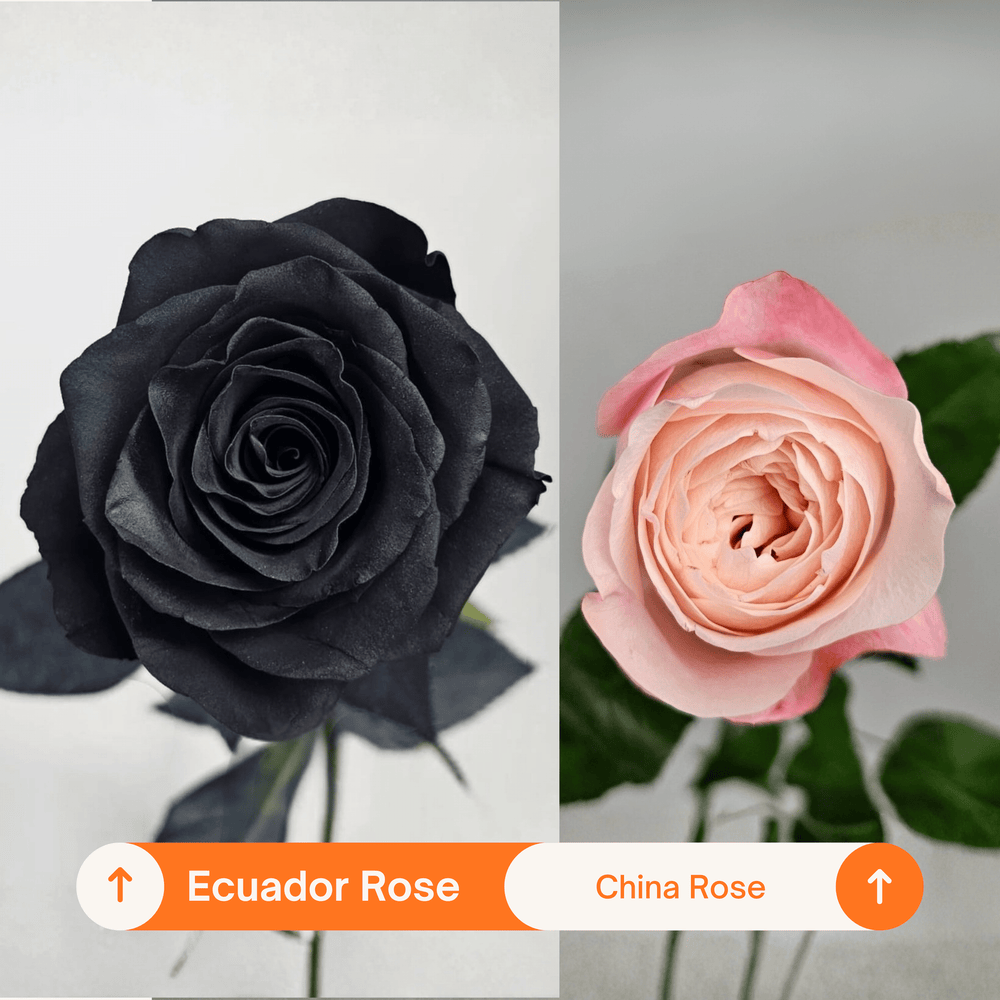 Rose Painted 50cm - Black (10 Stems)
