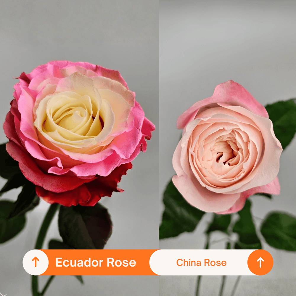 Rose Painted 50cm - Circus Pink Red (10 Stems)