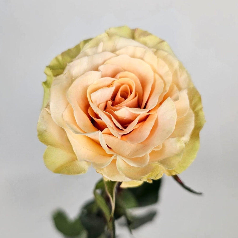 Rose Phoenix 60cm - Pink (10 Stems)