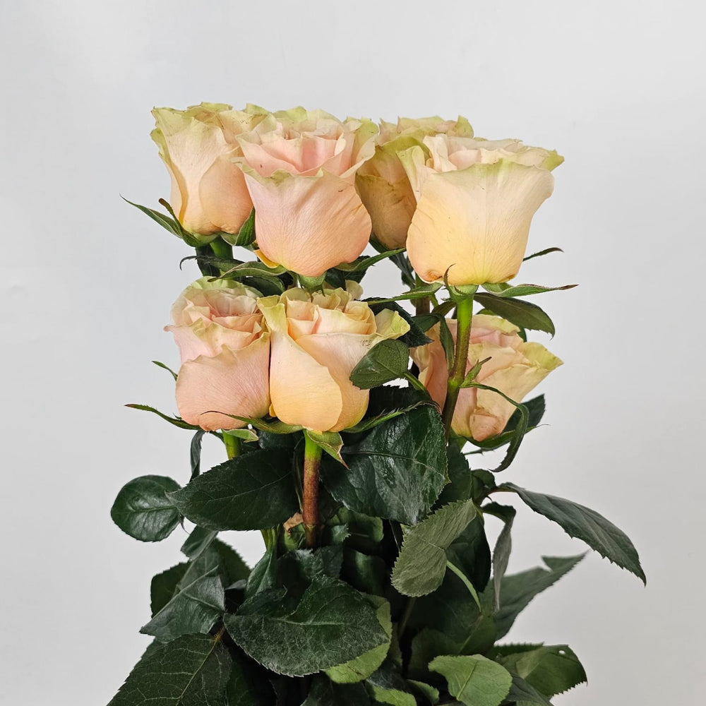 Rose Phoenix 60cm - Pink (10 Stems)