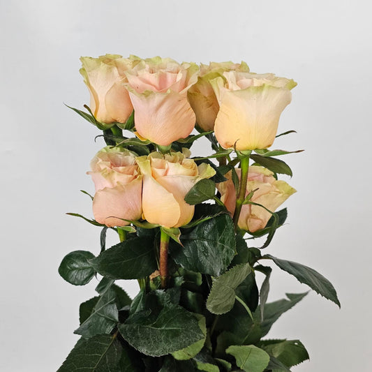 Fresh Cut Flowers at Floristika