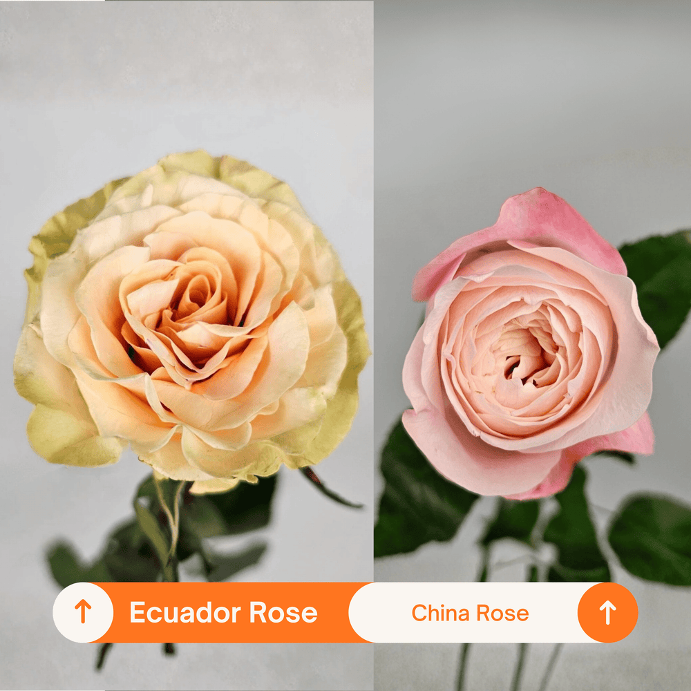 Rose Phoenix 60cm - Pink (10 Stems)