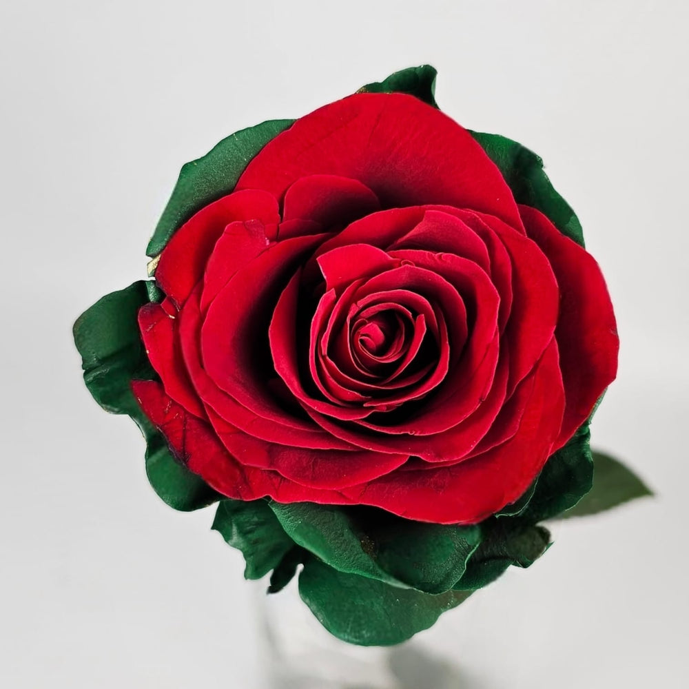 Red Picasso Roses Rose Painted 50cm – Picasso Xmas (Green & Red) | Floristika