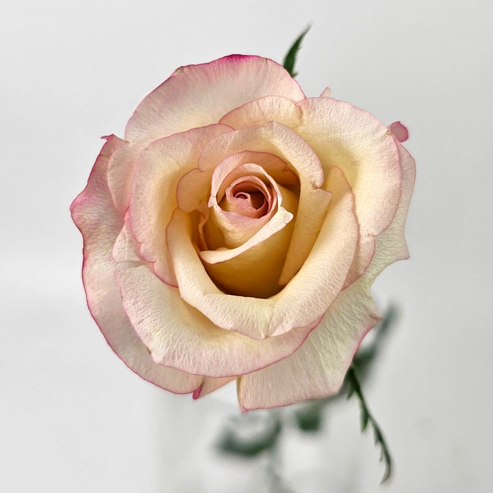 Rose Red Lip - Pink Edge