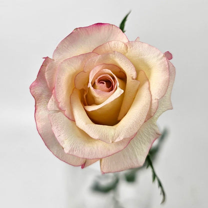 Fresh Cut Flowers at Floristika