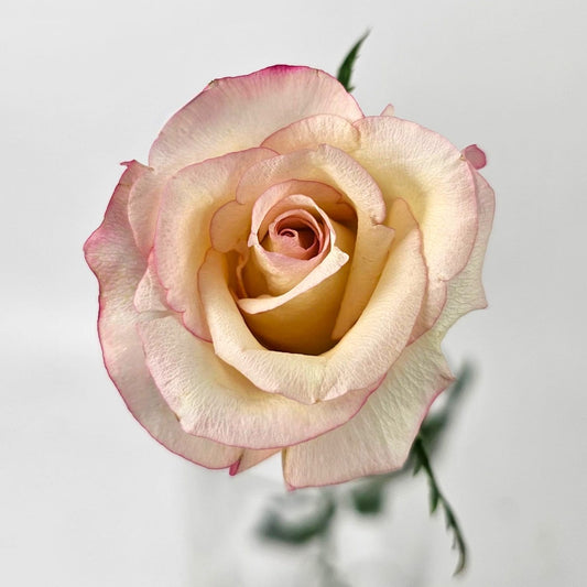 Fresh Cut Flowers at Floristika