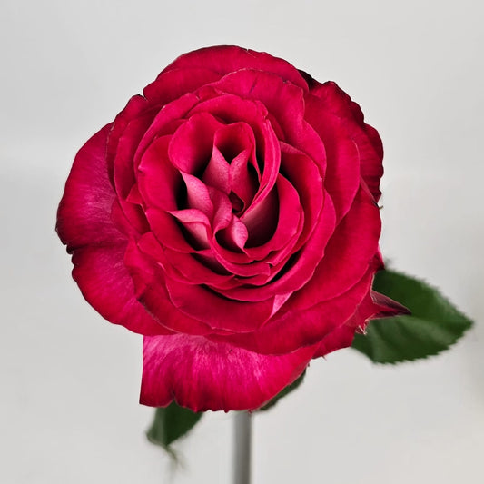 Fresh Cut Flowers at Floristika