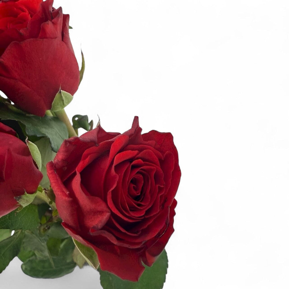 Rose Royal Explorer - Red