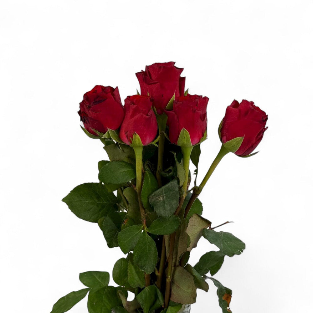 Rose Royal Explorer - Red